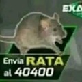 Rata