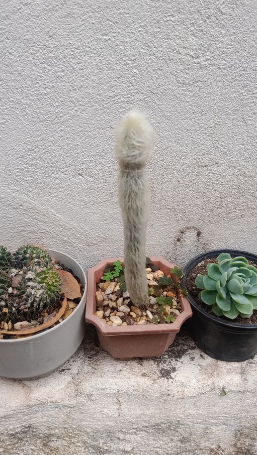 El jardín de *Bait promedio de memedroid*