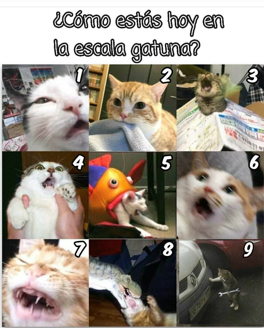 when gatos=Komedy - meme