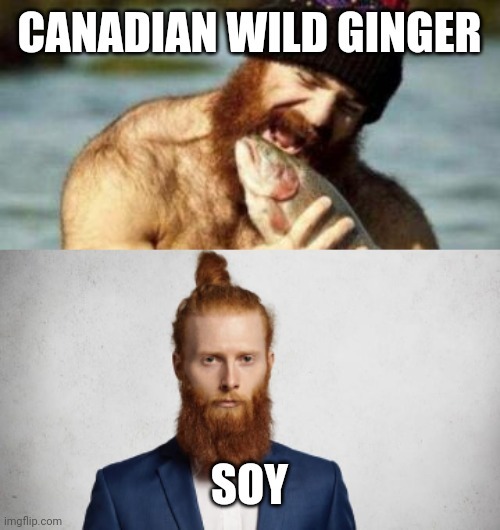 Wild Ginger vs Soy - meme