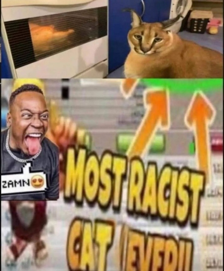 Gato racista - meme