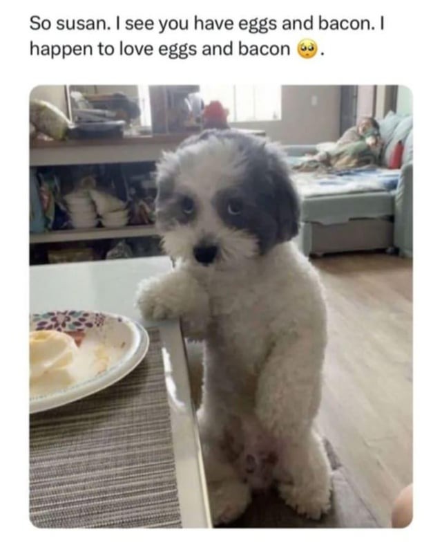 Dog fun meme