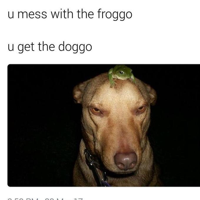 And when you get the doggo you get the fuckko - meme