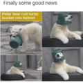 Finally some good news: polar bear cub turns bucket into helmet
