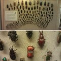 World of beetles