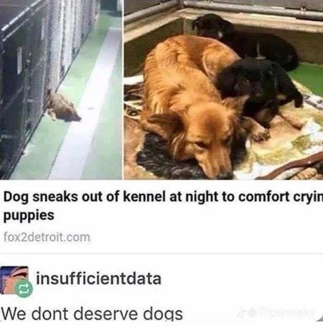 Doggo comforting crying puppies - meme
