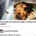 Doggo comforting crying puppies