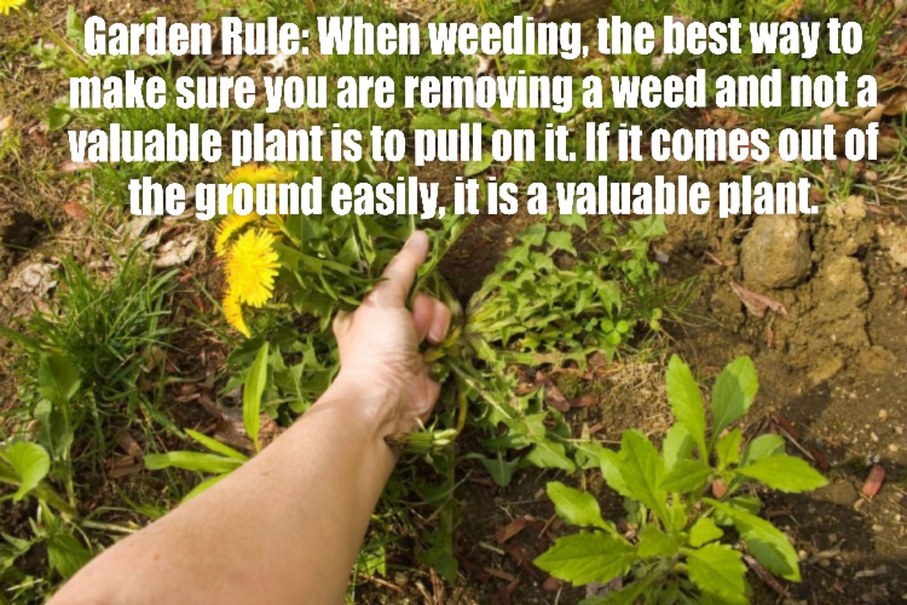 This rule of gardening always seems to work for me! - meme