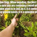 This rule of gardening always seems to work for me!