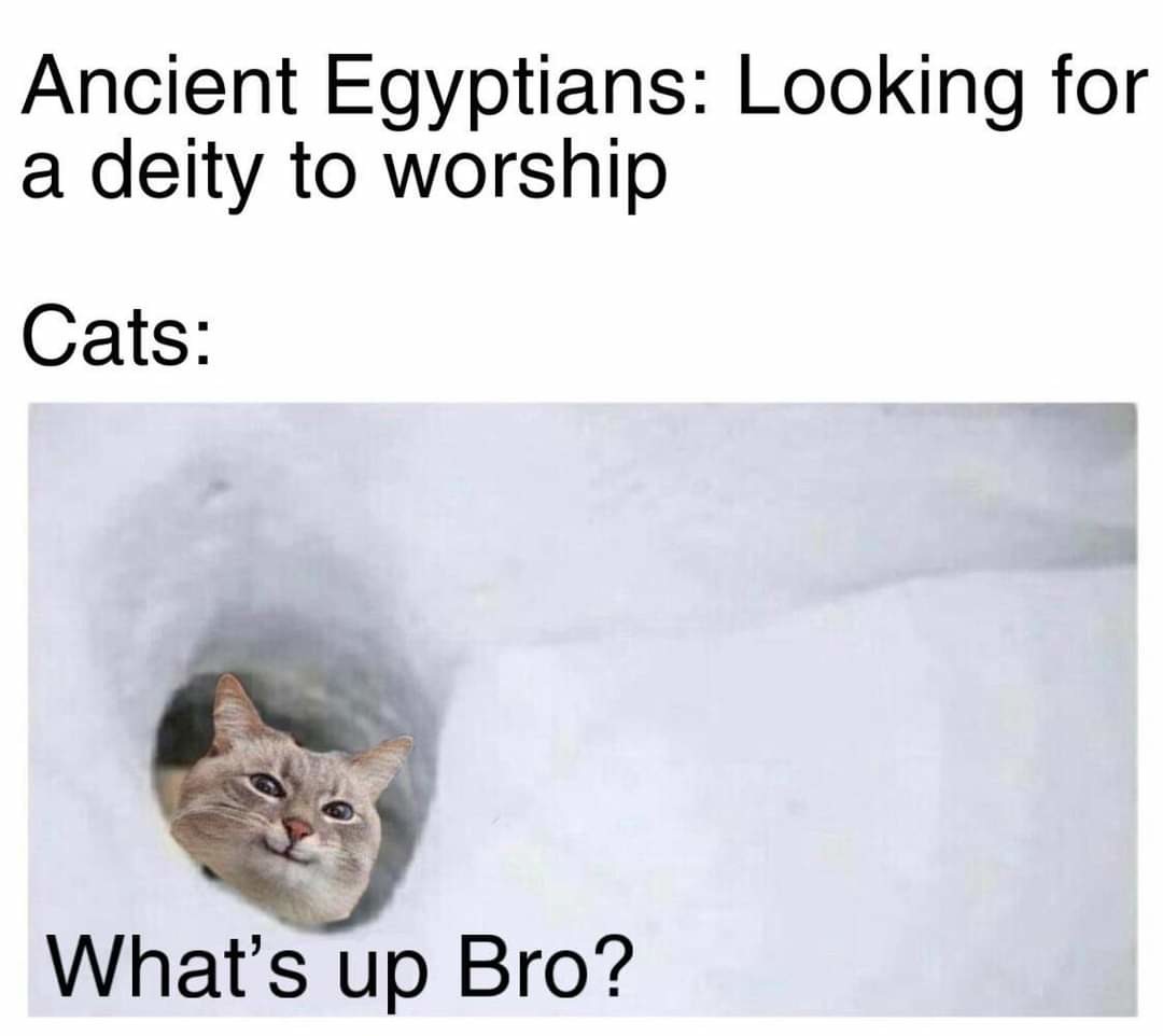 Cats were sacred to them - meme