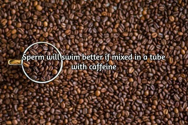 Sperm+coffee=good - meme
