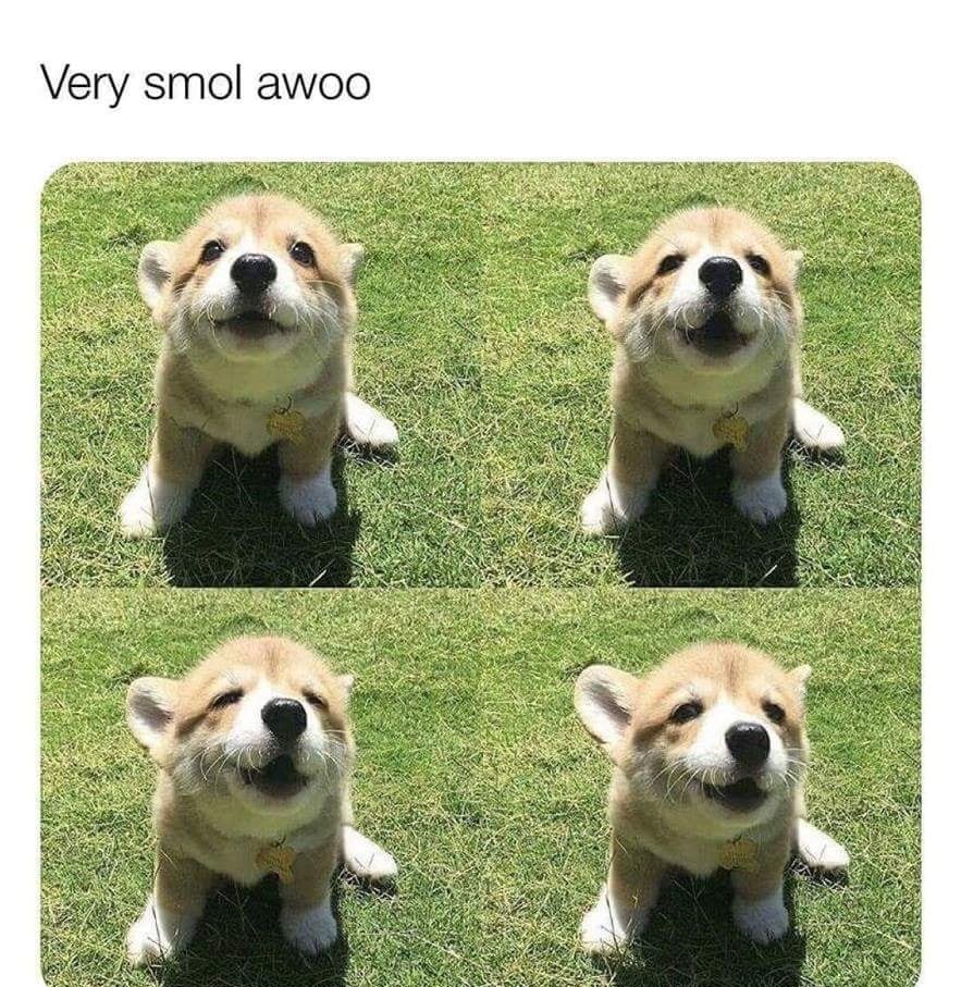 Cute doggo - meme