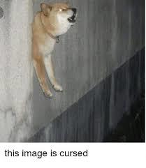 cursed dog - meme