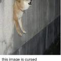cursed dog