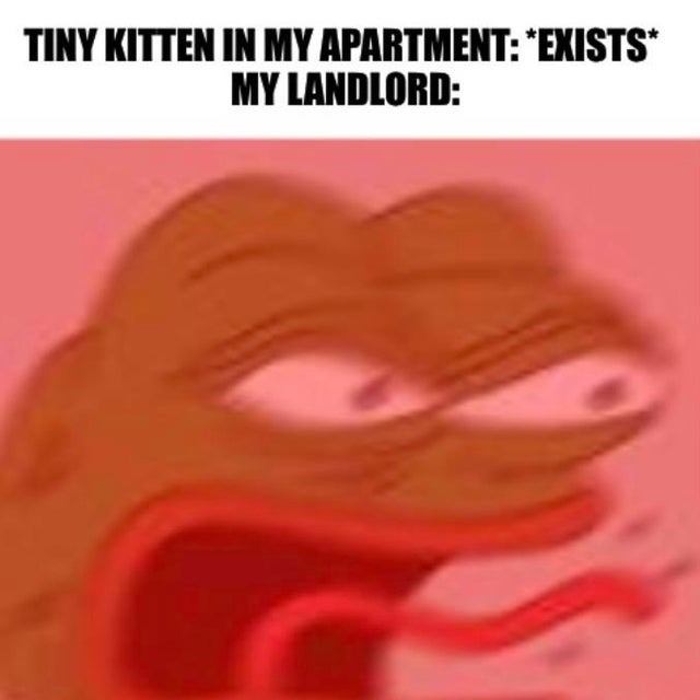 tiny kitten in my apartment - meme