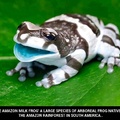 Amazon Milk Frog