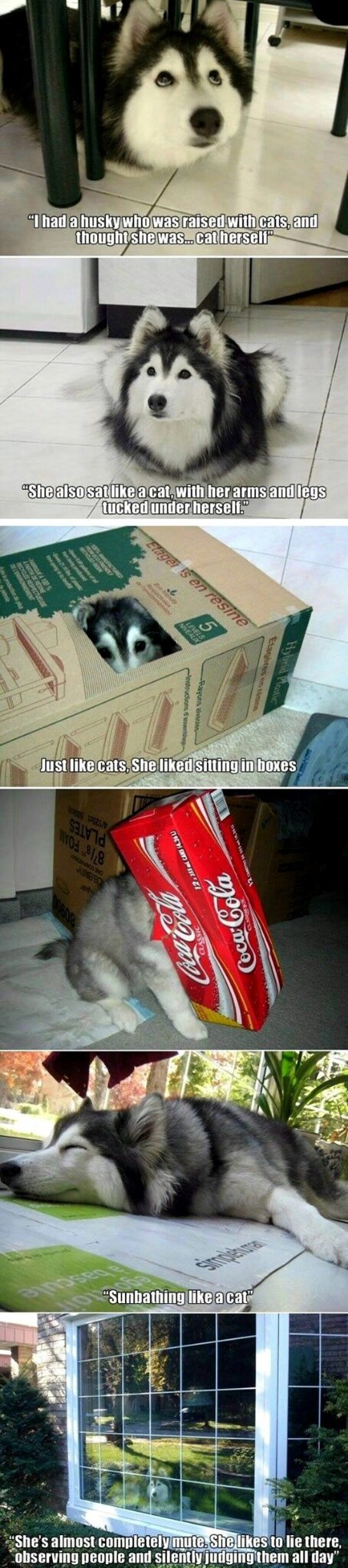 A husky raised by a cat.. - meme