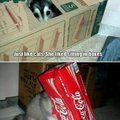 A husky raised by a cat..