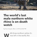 poor rhino