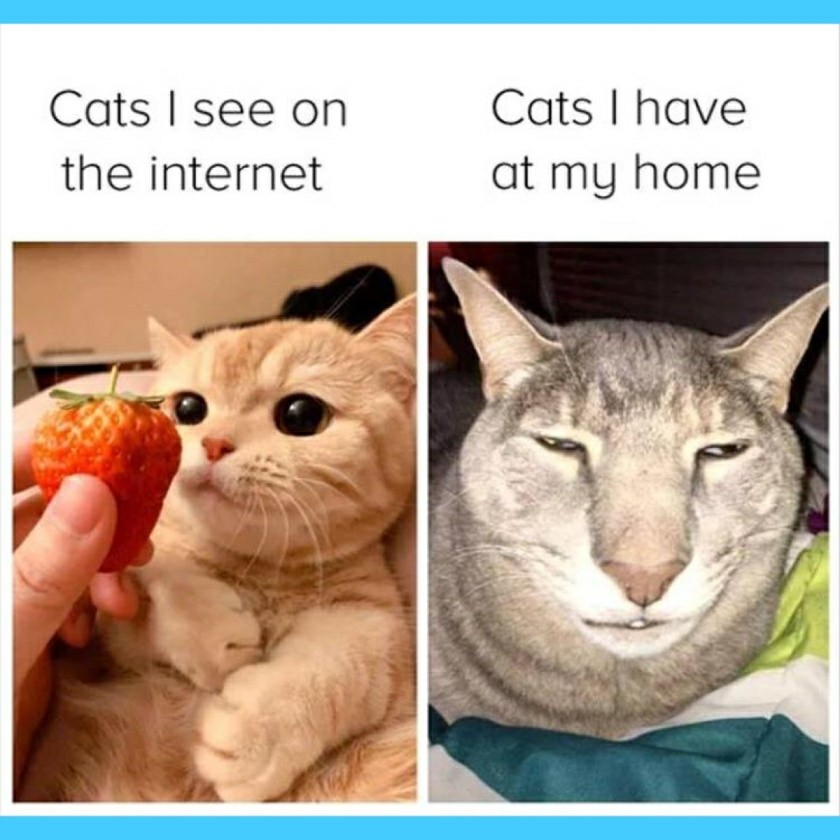 My cat - meme