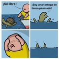 Free turtles!