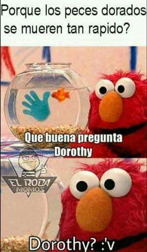 dorothy? - meme