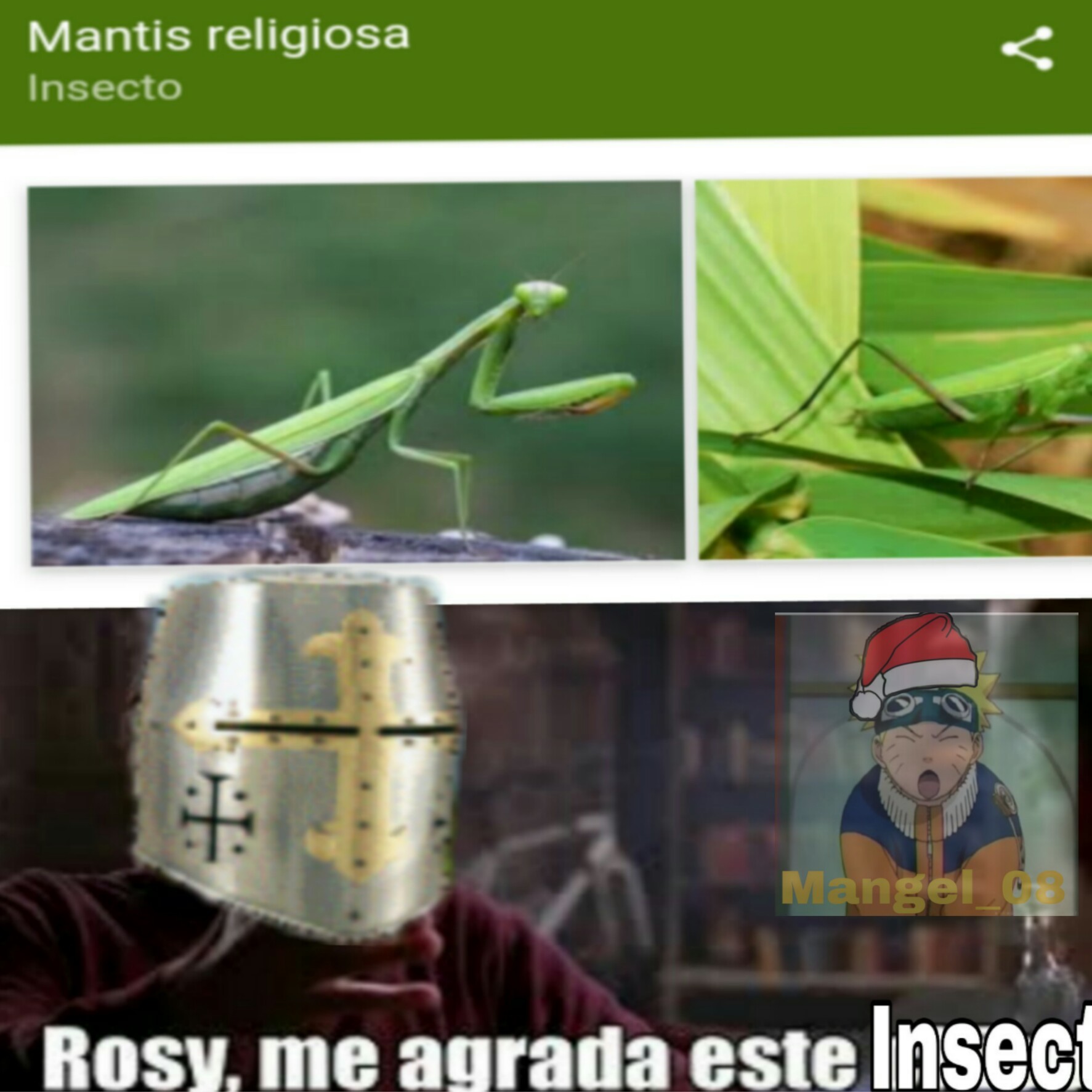 Mantis Religiosa - meme