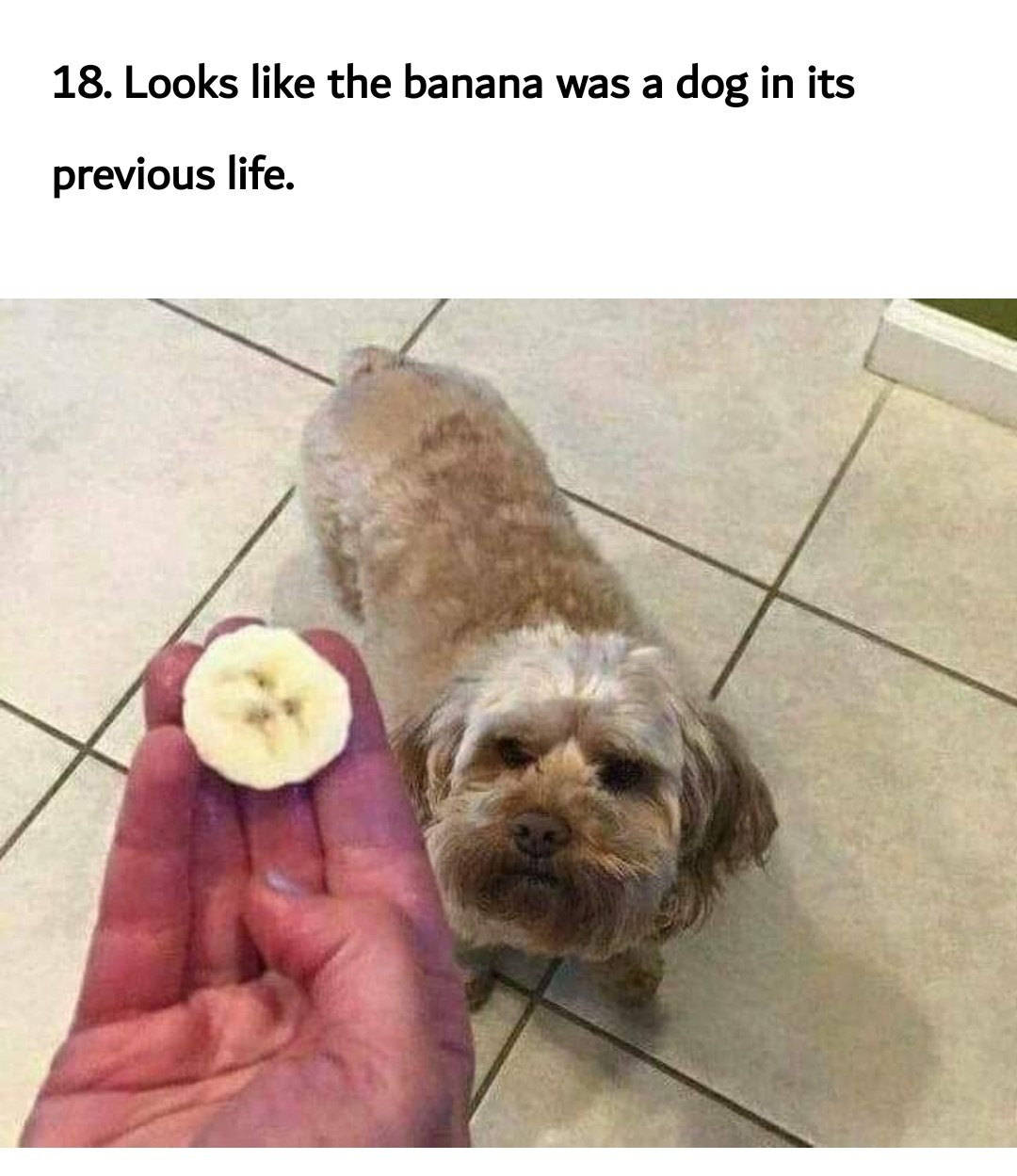 Dog as banana - meme