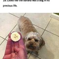 Dog as banana