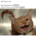 Getting a cat meme