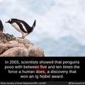Penguin poo worth Nobel prize....