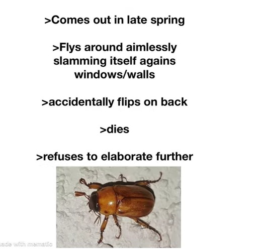 WHY ARE THESE BEETLES LIKE THIS IRL THOUGH?!?! - meme