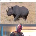 Am I a black rhino?