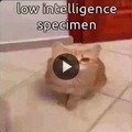 commented item thumbnail