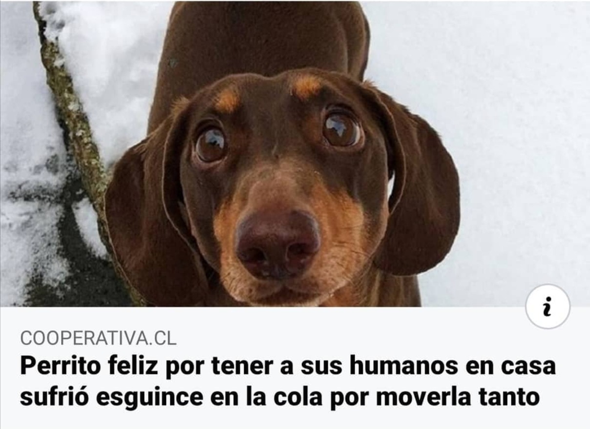 Noticias tristes pero lindos a la vez - meme