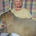 Here, take rare guy fieri with capybara image