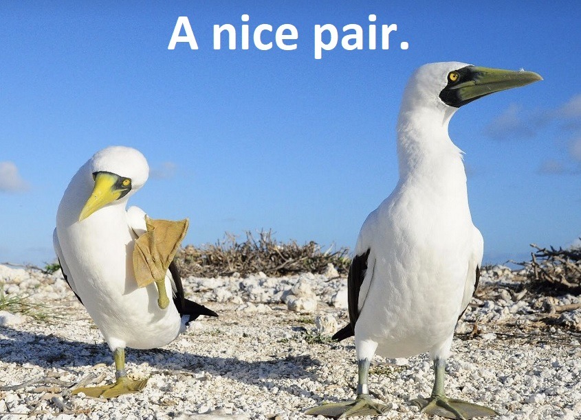 Nice Pair - meme