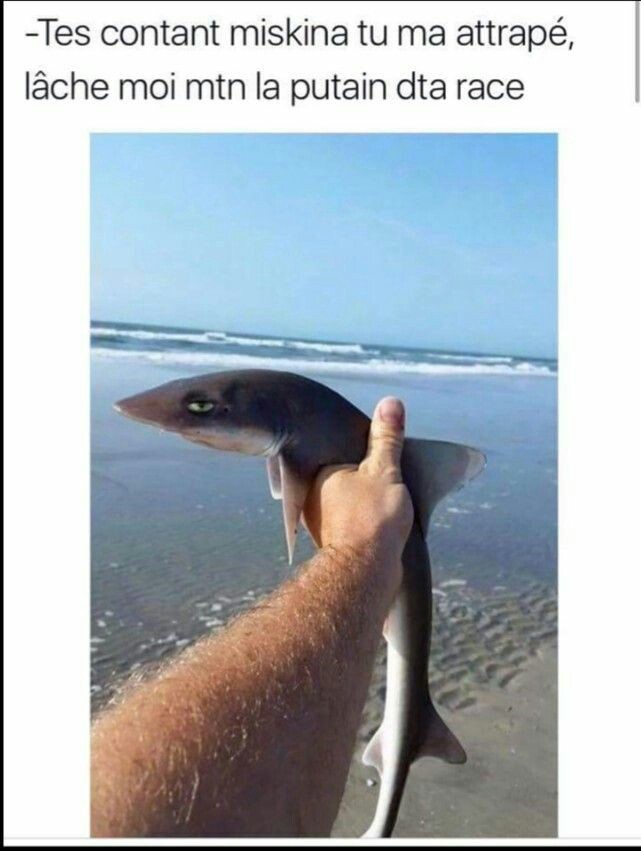 Requin  - meme