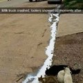 Cats taking advantage of a crashed milk truck