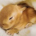 Rabbit is sleepy.