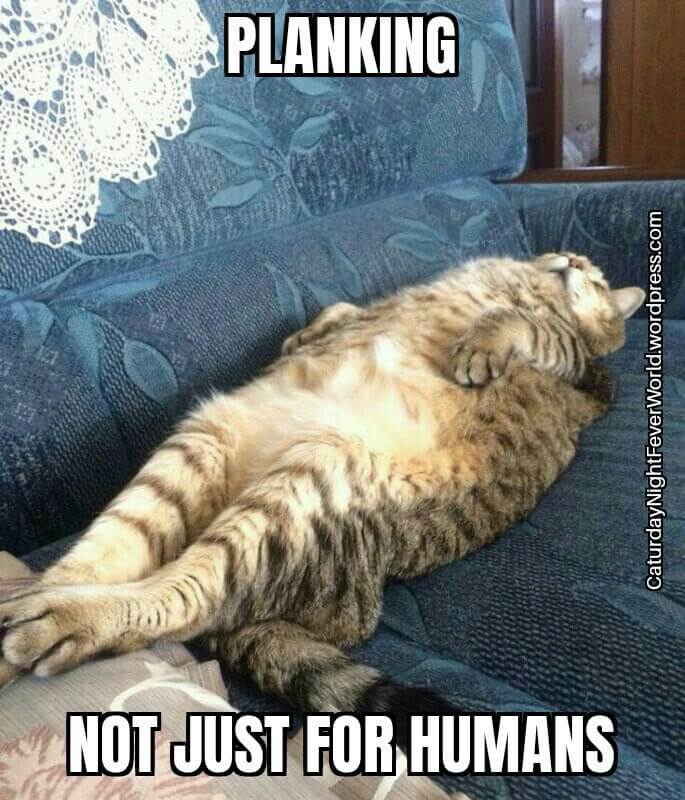 Planking cat - meme