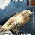 Planking cat