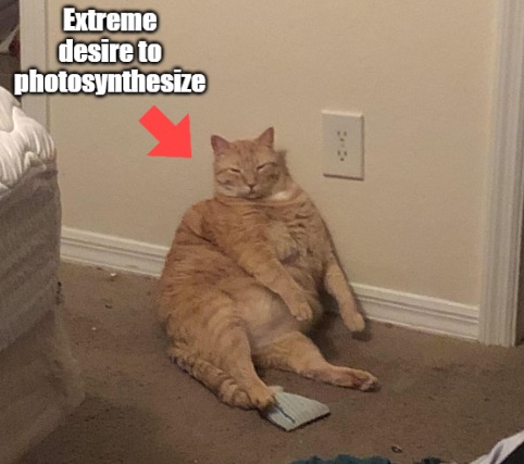 Extreme desire to photosynthesize - meme