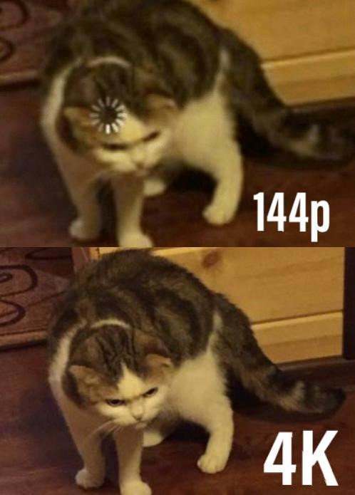 internet cat meme