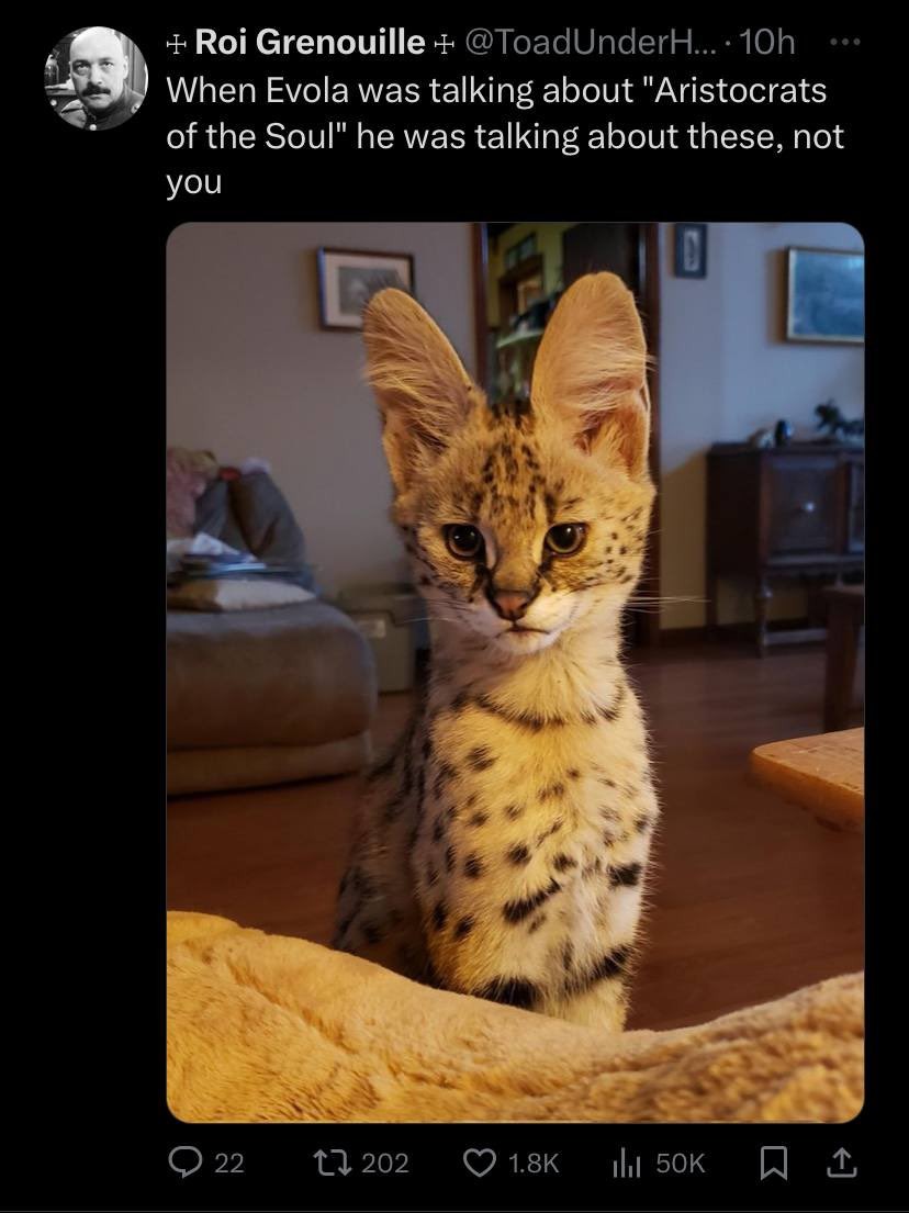 dongs in a serval - meme