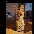 dongs in a serval