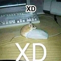XD