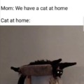 Cat at home