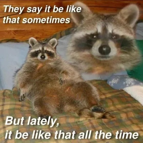 The best Raccoon memes :) Memedroid