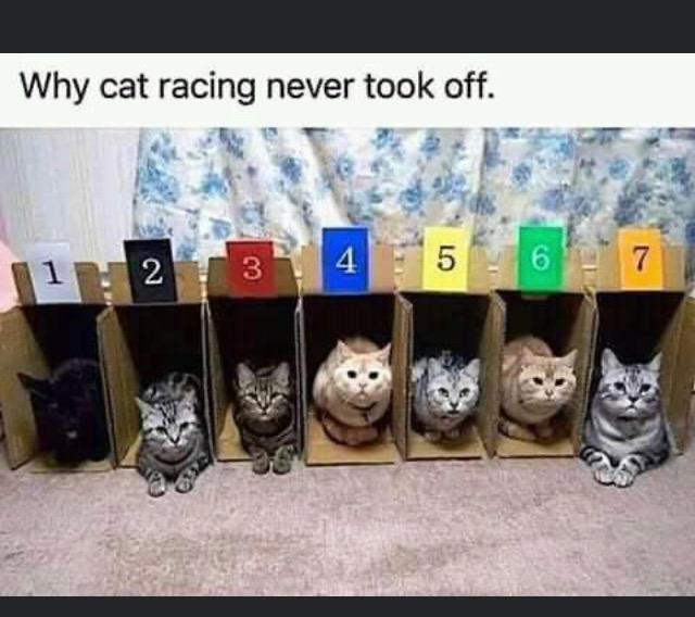 Racing kitties - meme